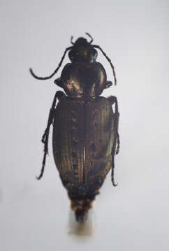 Agonum (Olisares) impressum (Panzer 1796)的圖片