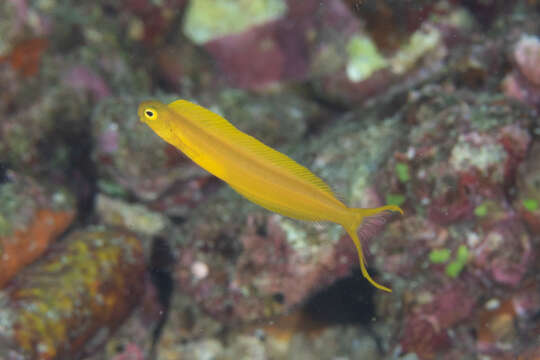 Image of Bicolor fangblenny