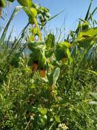 Cerinthe major L. resmi