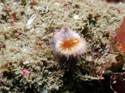 Caryophyllia subgen. Caryophyllia Lamarck 1801 resmi