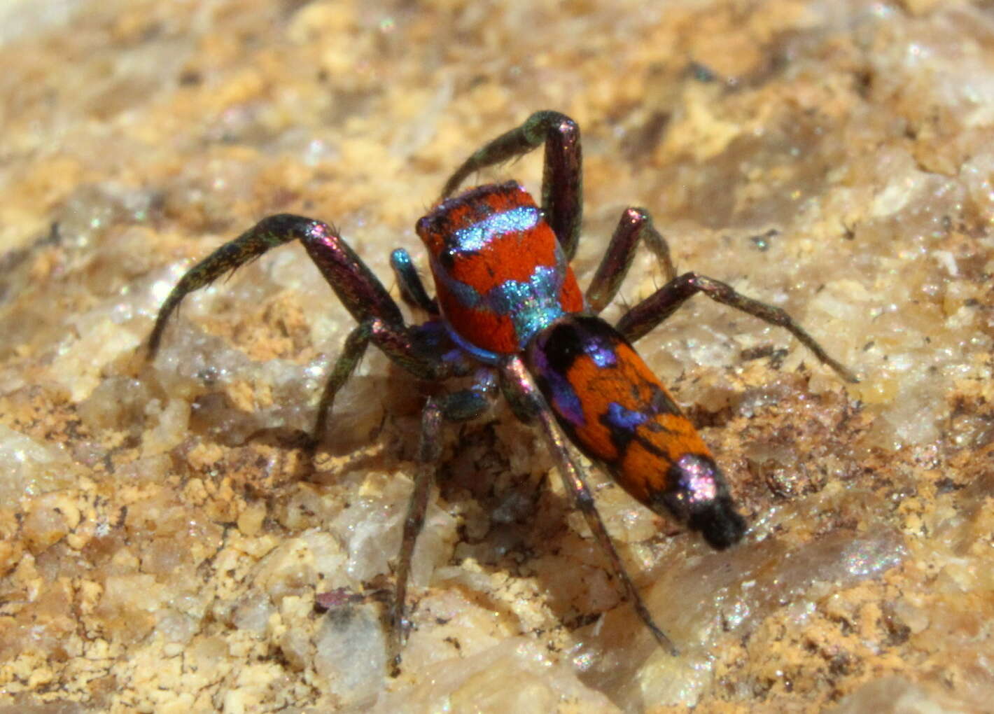 Image of Chrysilla volupe (Karsch 1879)