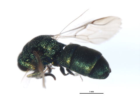 Image of <i>Trichrysis doriae</i>