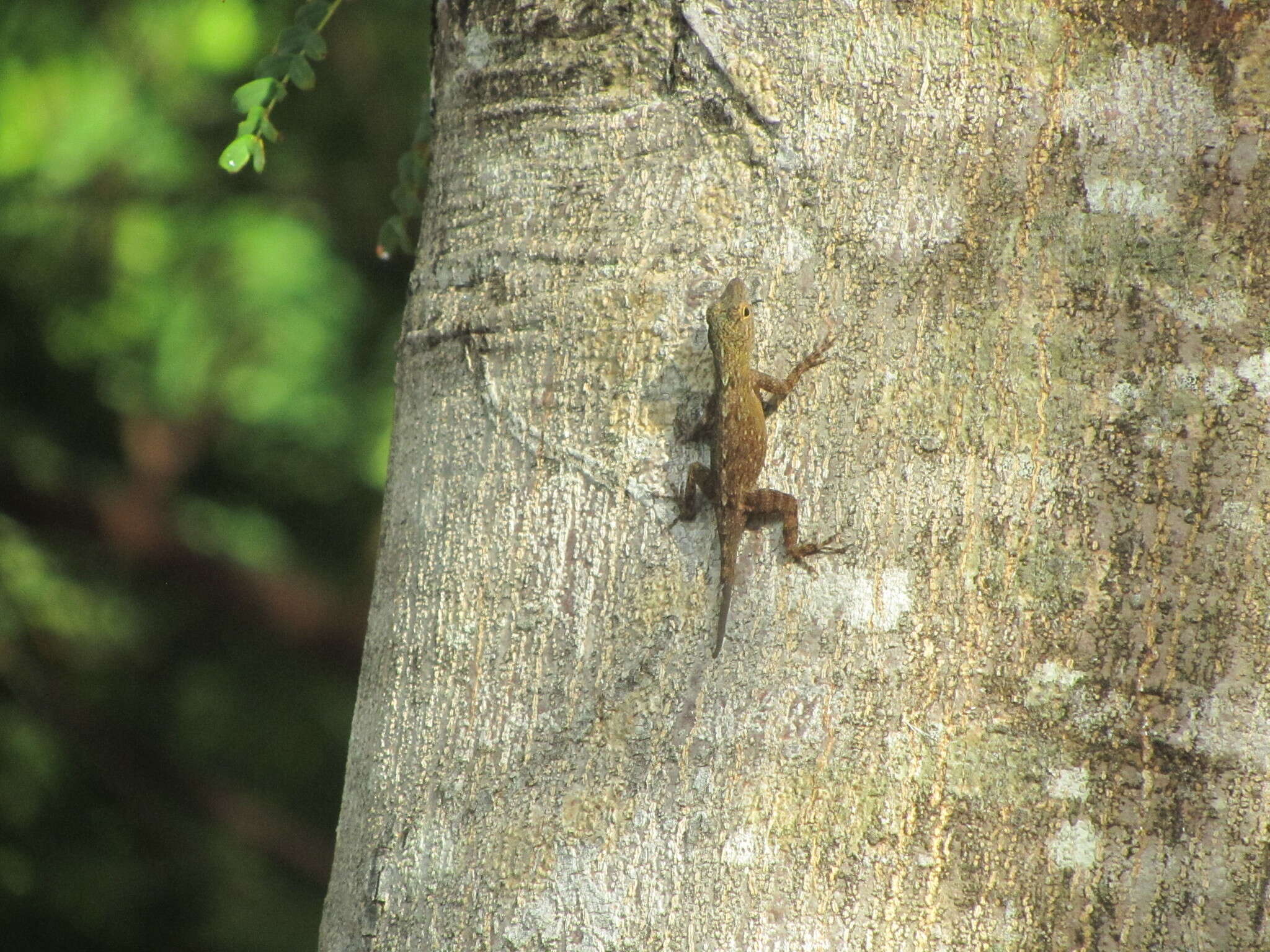 Image of Anolis properus Schwartz 1968