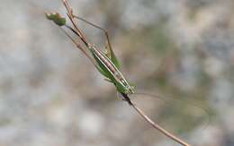 Image of Conocephalus (Anisoptera) bilineatus (Erichson 1842)