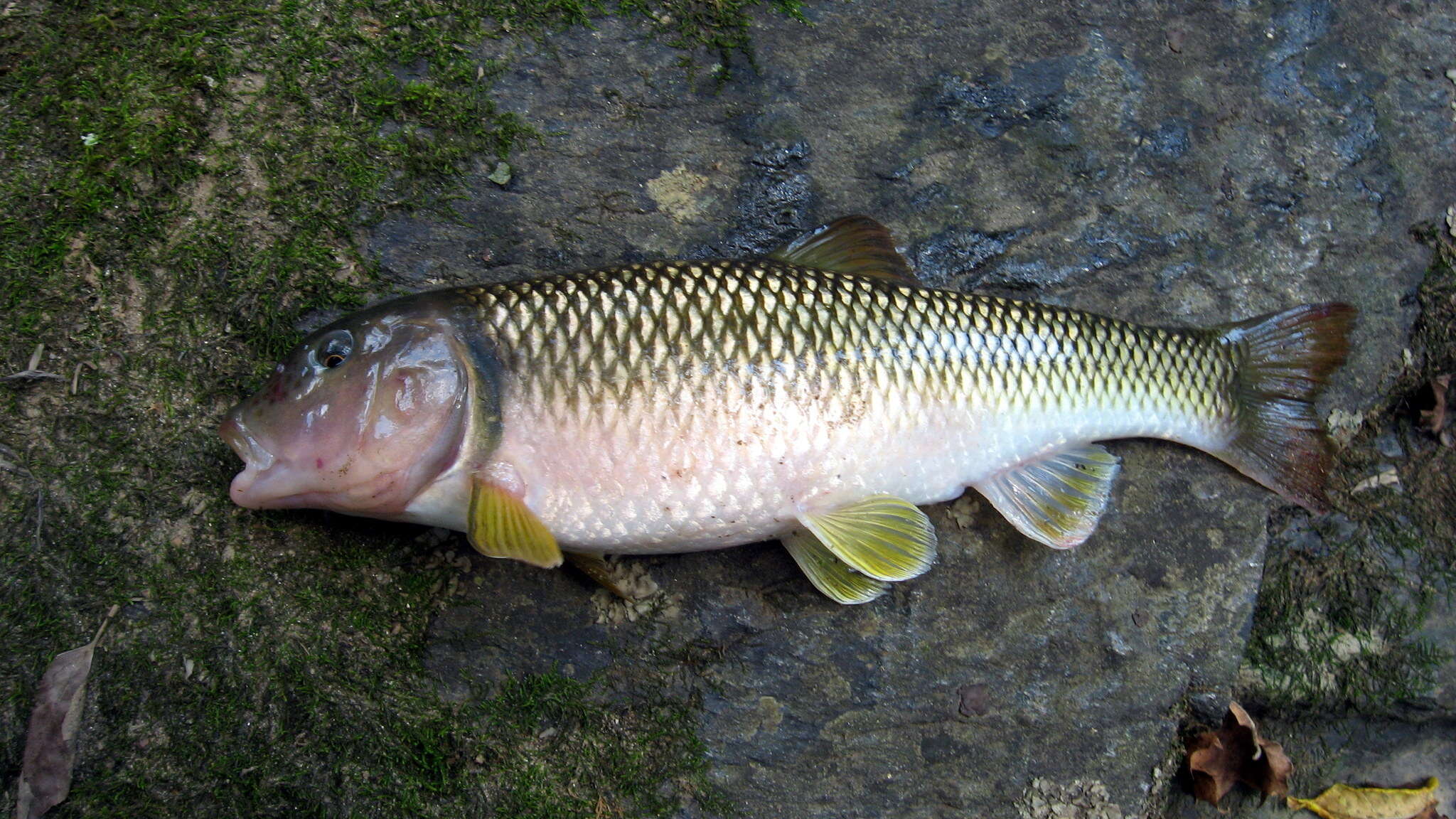 Image of Bull Chub