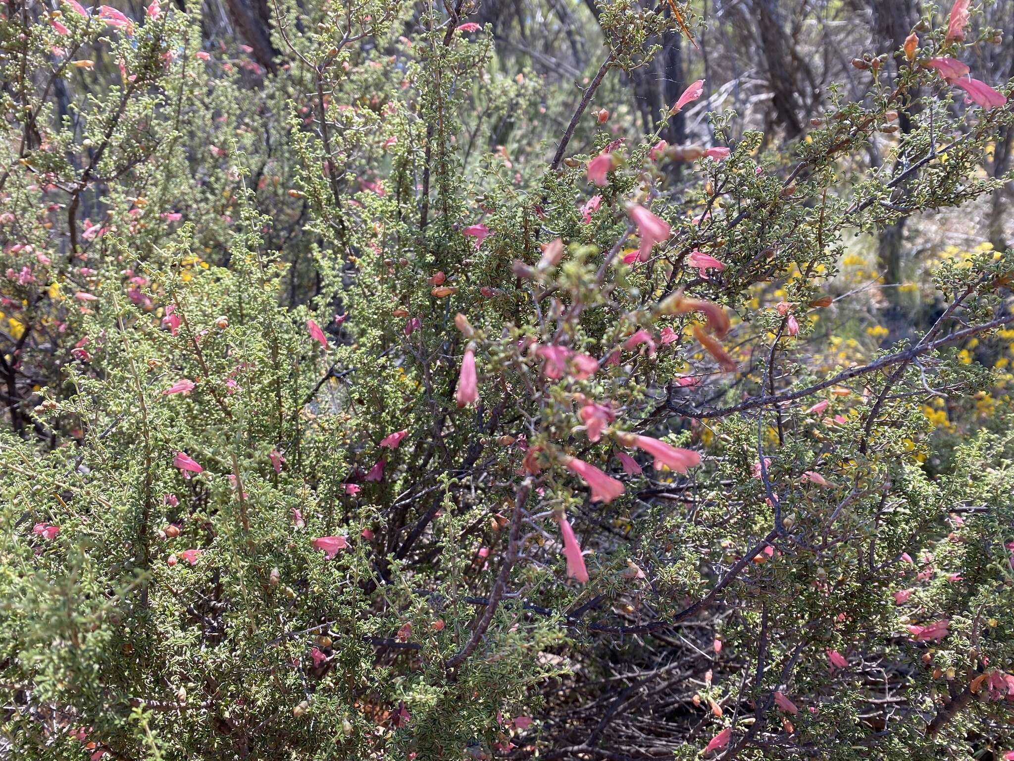 Image of Prostanthera grylloana F. Muell.