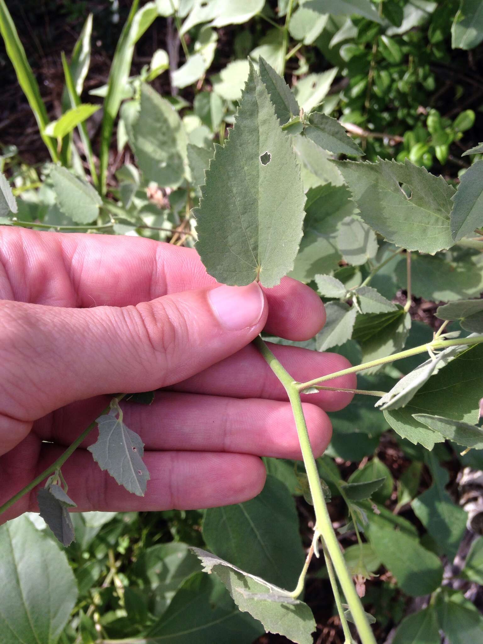 Image of Texas Indian mallow