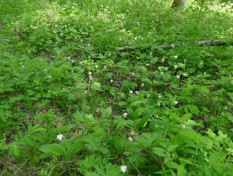 Image of hybrid ladyslipper