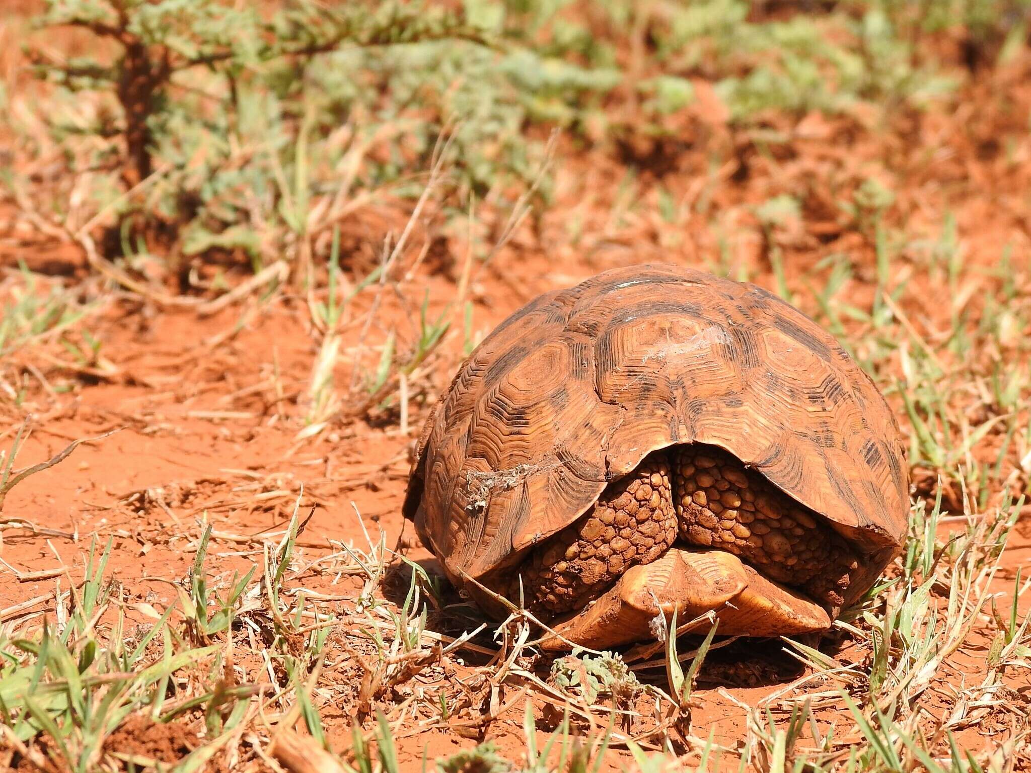 Image of Bell’s hinged tortoise