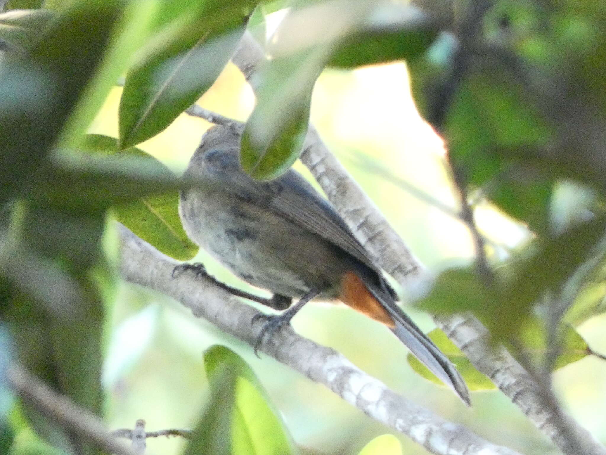 Melopyrrha violacea (Linnaeus 1758)的圖片