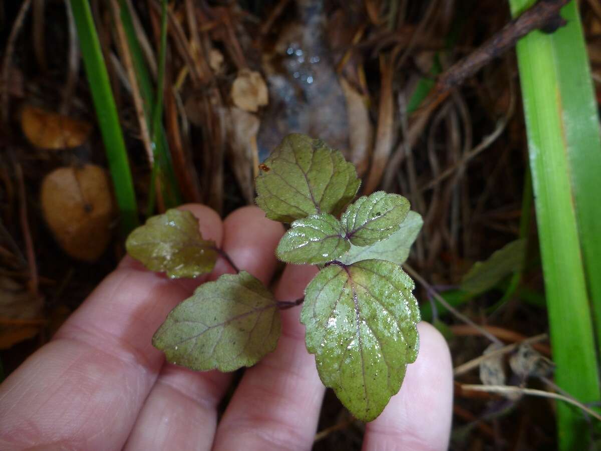 Plancia ëd Micromeria douglasii Benth.