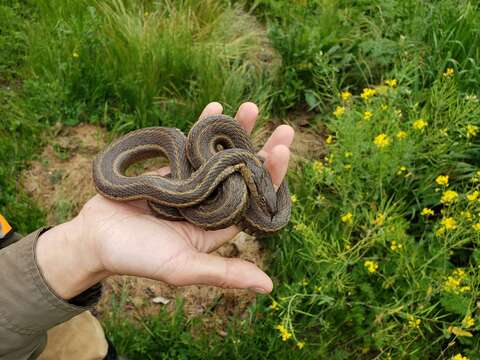 Image of Giant Garter Snake