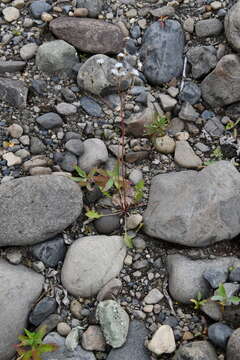 Image of Crepis multicaulis Ledeb.