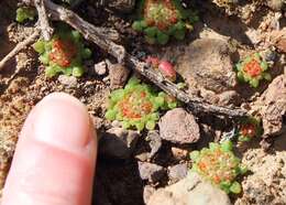 Image of Crassula pageae Tölken