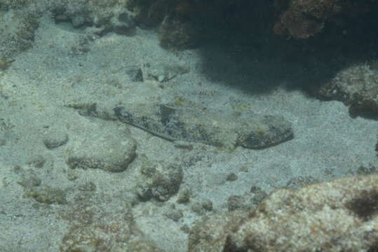 Image of Gracile lizardfish