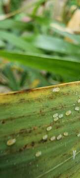 Image of Aphid