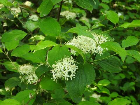 Imagem de Cornus sanguinea L.