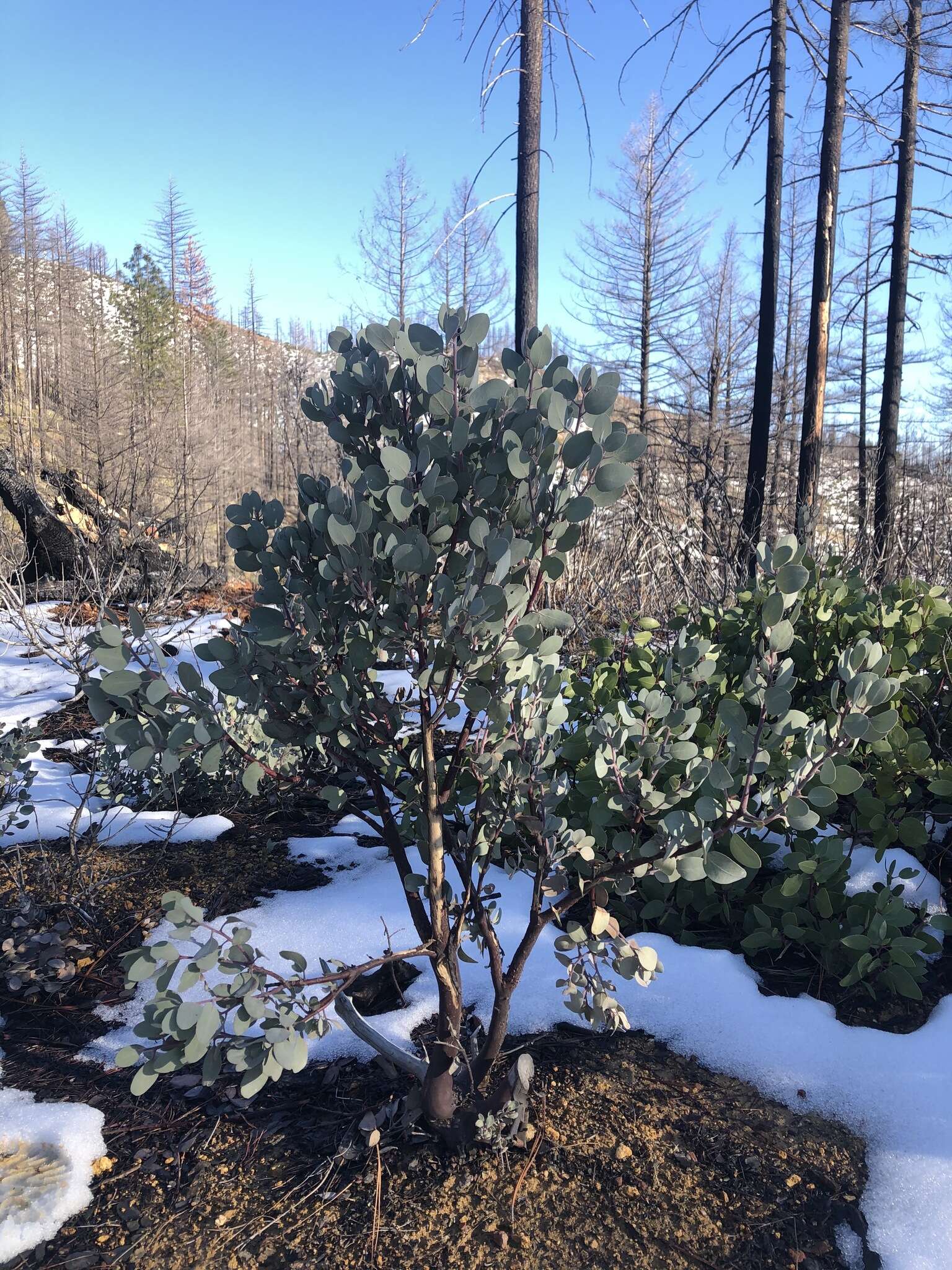 Image of Mallory's manzanita