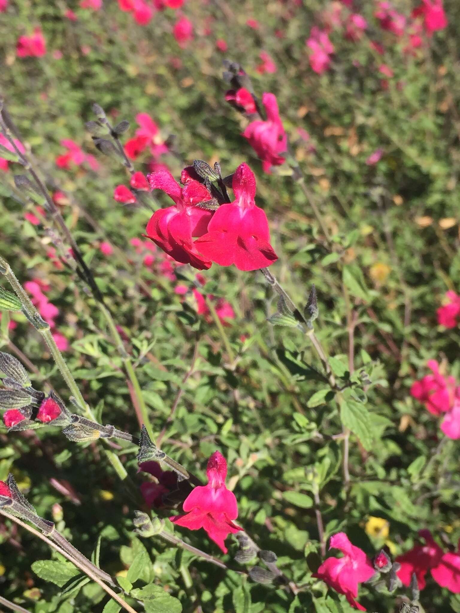 Salvia microphylla Kunth resmi