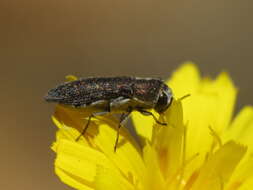 Image of Acmaeoderella adspersula (Illiger 1803)