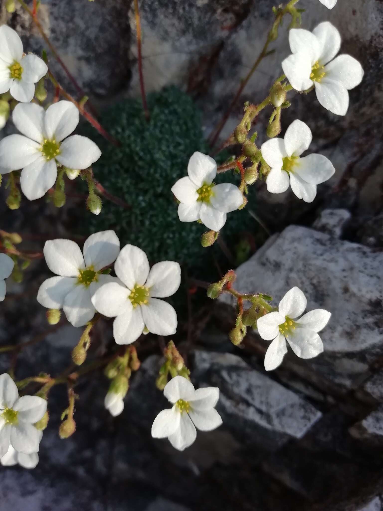 Слика од Saxifraga caesia L.