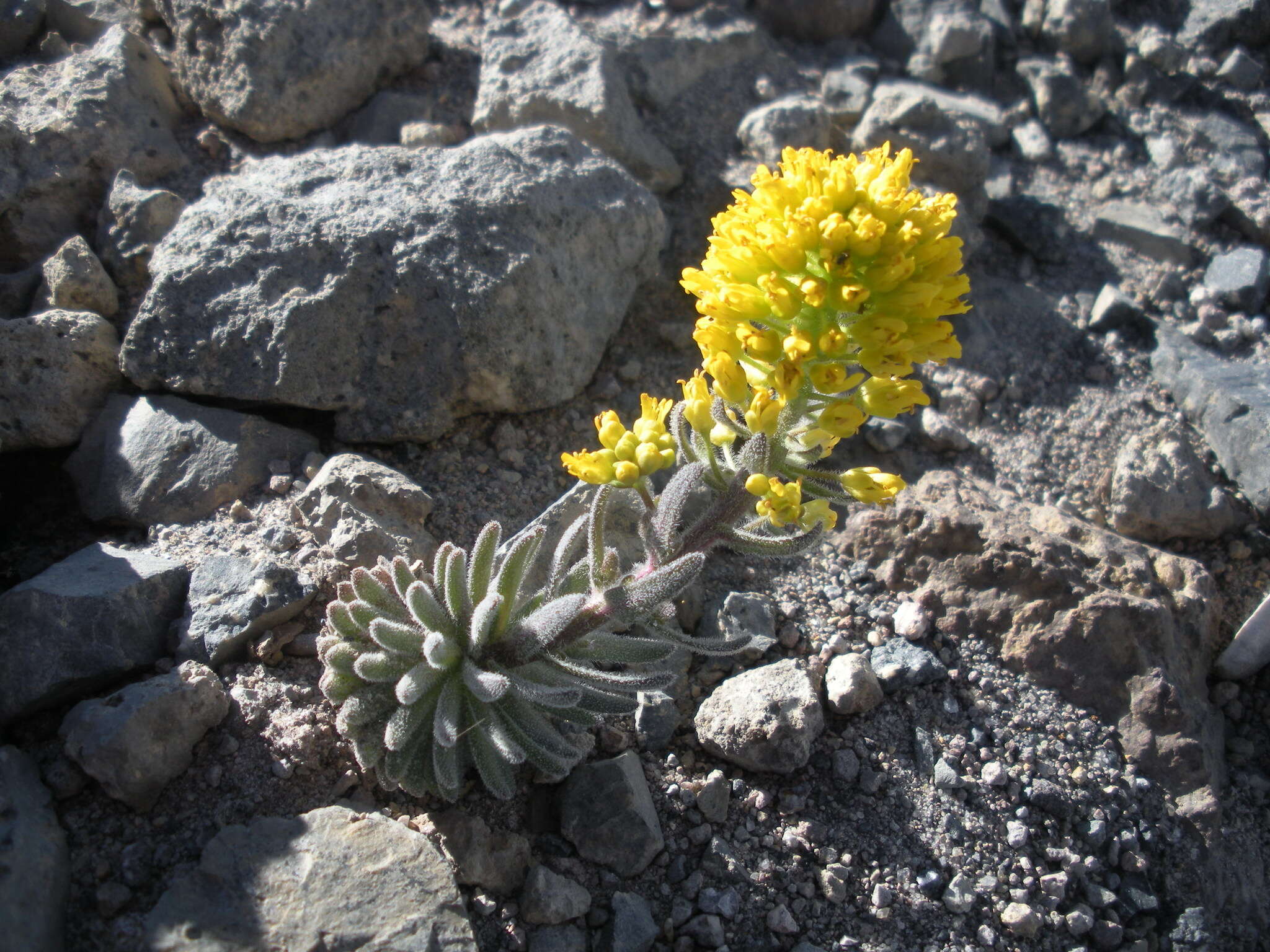 Image of Mt. Lassen draba