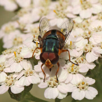 Image of Austalis copiosa (Walker 1852)