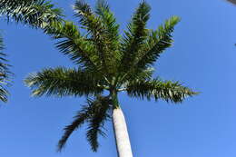 Image of Cuban Royal Palm