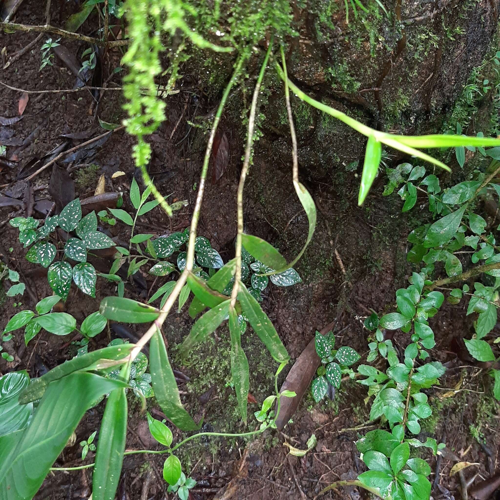 Plancia ëd Epidendrum laucheanum Bonhof ex Rolfe