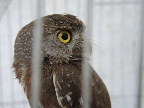 Image of Colima Pygmy Owl