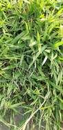 Image of Tropical Liverseed Grass