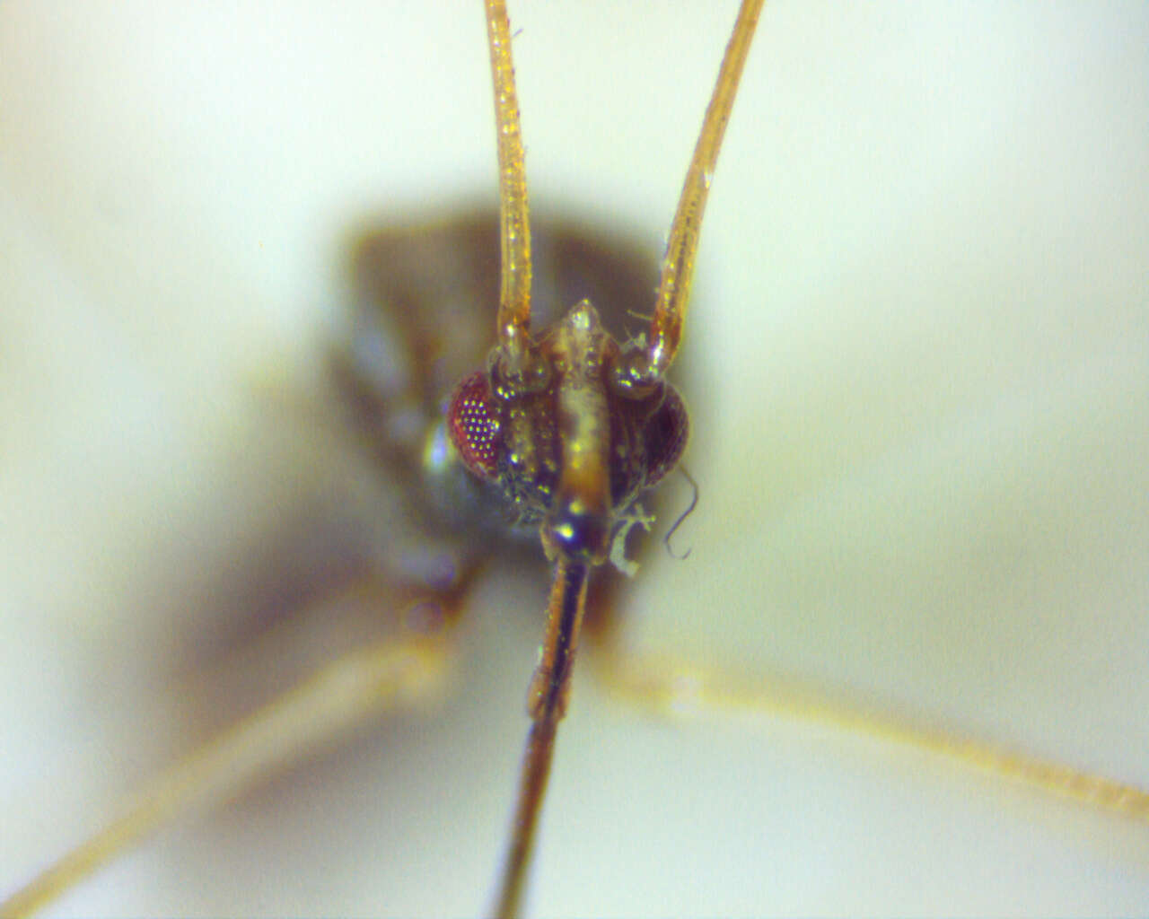 Image of Spined Stilt Bug