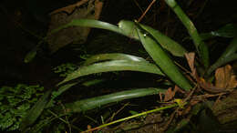 Image of Aechmea blumenavii Reitz