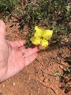 Imagem de Oenothera hartwegii subsp. pubescens (A. Gray) W. L. Wagner & Hoch