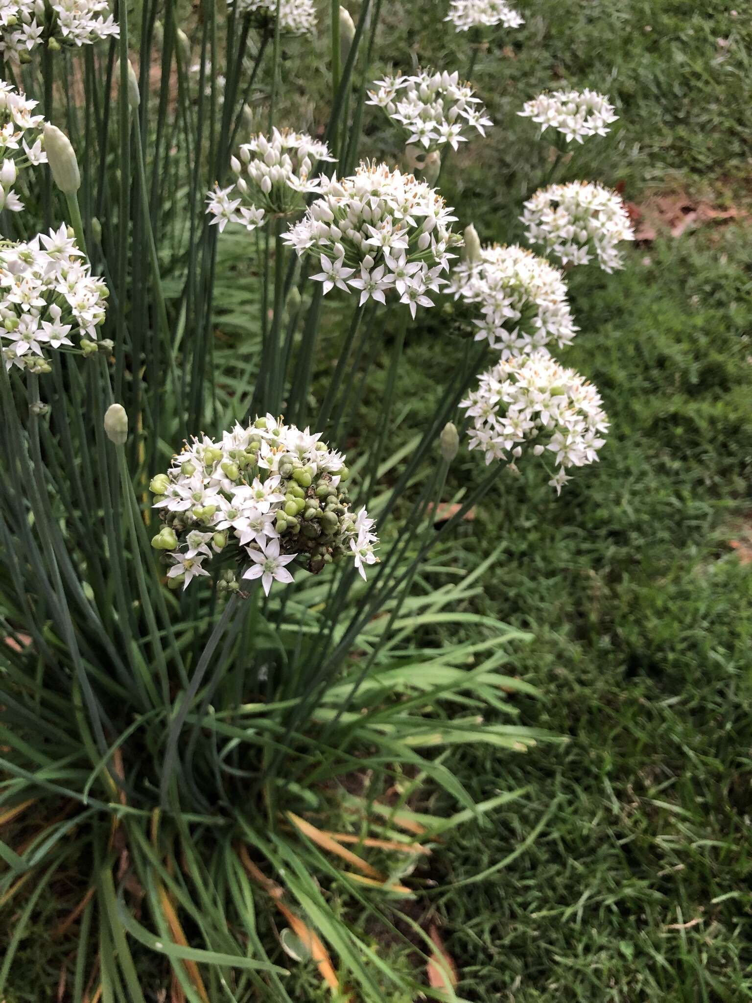 Image of Chinese chives