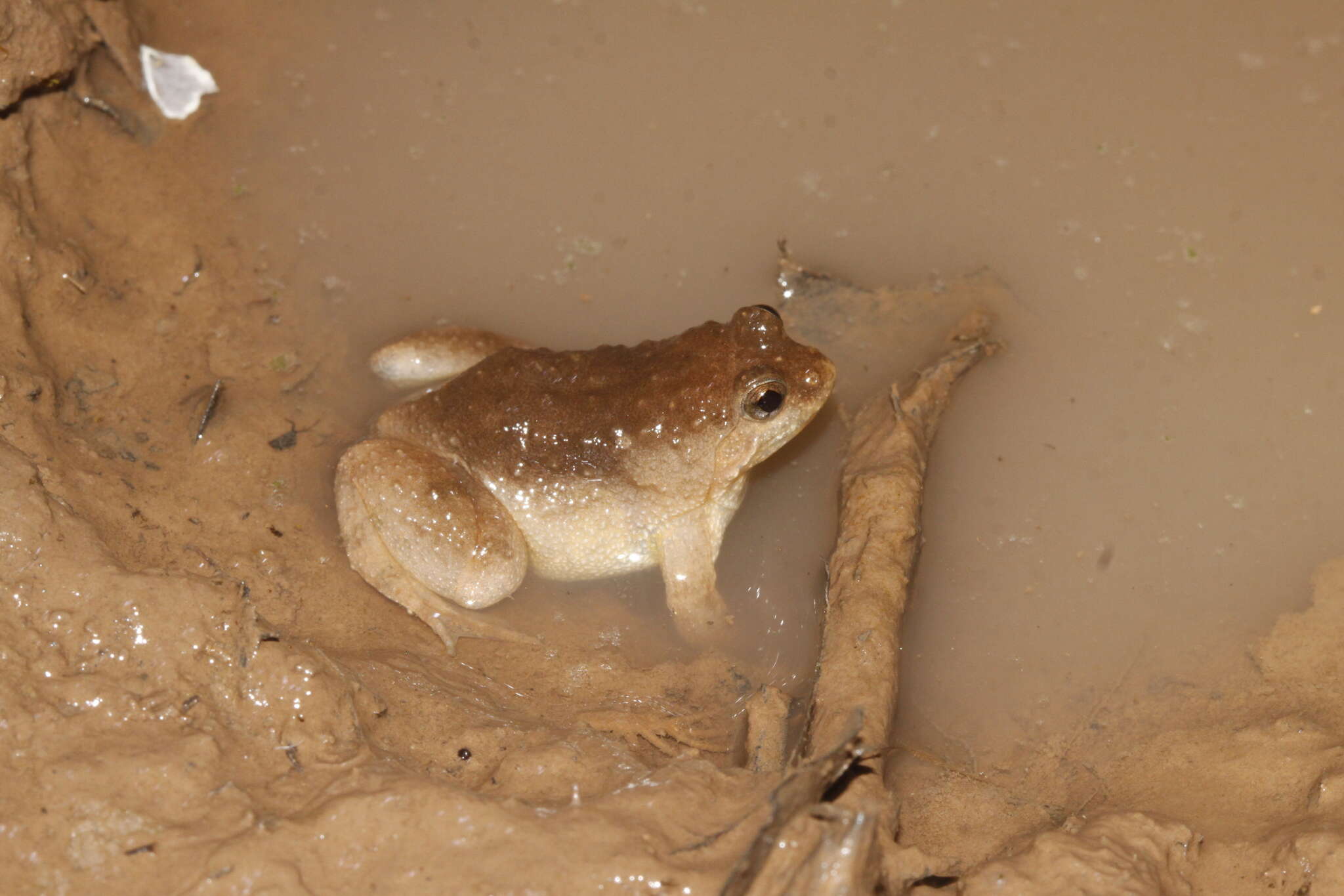 Image of Round-tongued Floating Frog