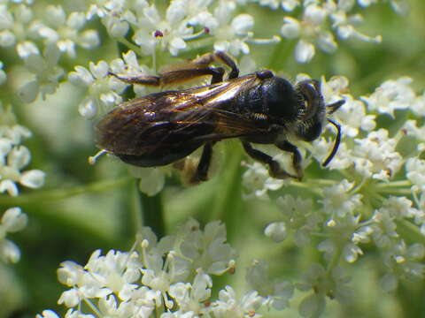 Sivun Andrena crataegi Robertson 1893 kuva