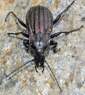 Carabus (Ctenocarabus) melancholicus submeridionalis Breuning 1975 resmi