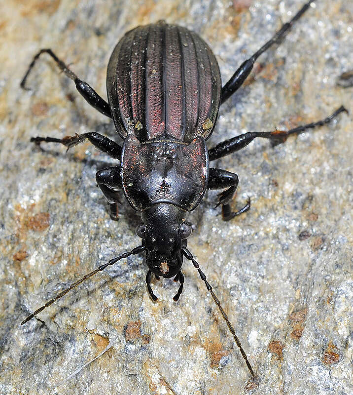 Carabus (Ctenocarabus) melancholicus submeridionalis Breuning 1975 resmi