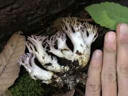 Image of Ramaria violaceibrunnea (Marr & D. E. Stuntz) R. H. Petersen 1986