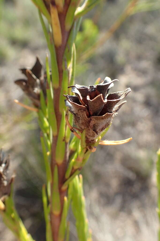 Image of Leucadendron corymbosum Berg.