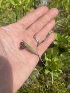 Image of Alaska Blue-Eyed-Grass