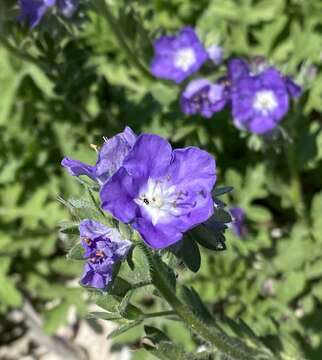 Phacelia austrotexana (J. A. Moyer) B. L. Turner的圖片