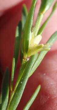 Image of Clutia ericoides Thunb.