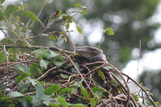 Image of Central American Boa