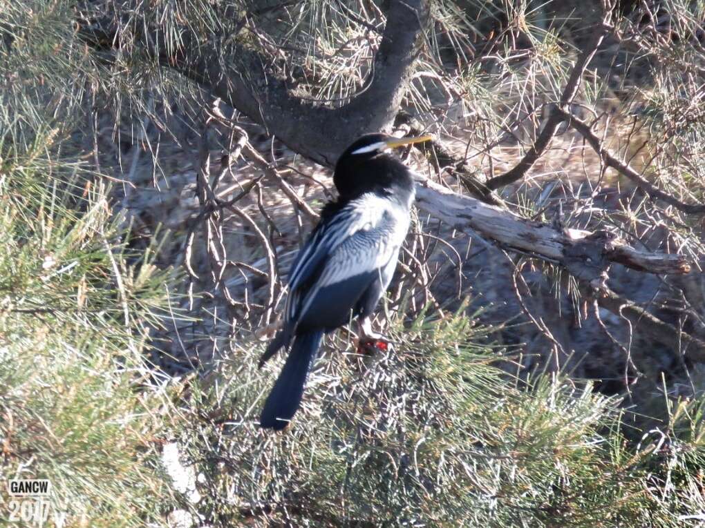 Image de Anhinga d'Australie