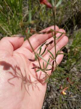 Image of <i>Acmispon wrightii</i>