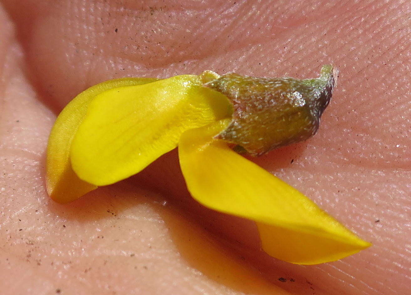 Image of <i>Wiborgiella mucronata</i>
