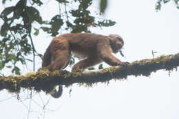 Image of Ecuadorian capuchin