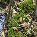 Image of Frye's limbella moss